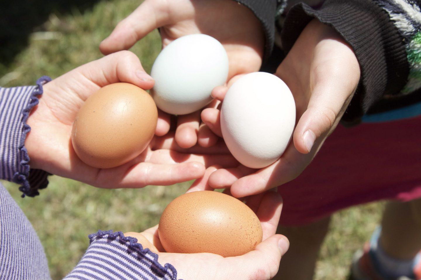 Ranch Hands TWO (overnight) ACES